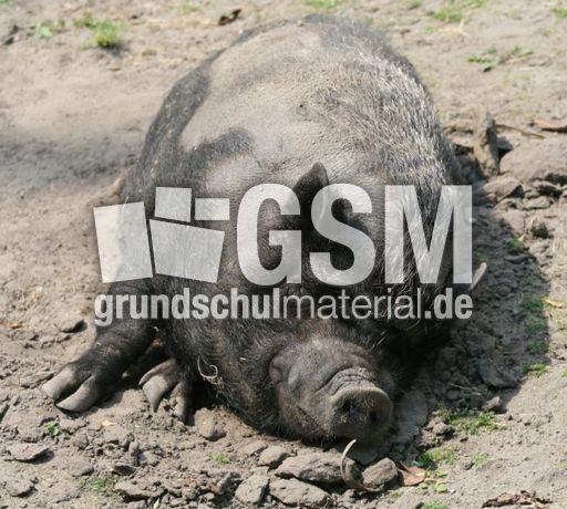Hängebauchschwein-168.jpg